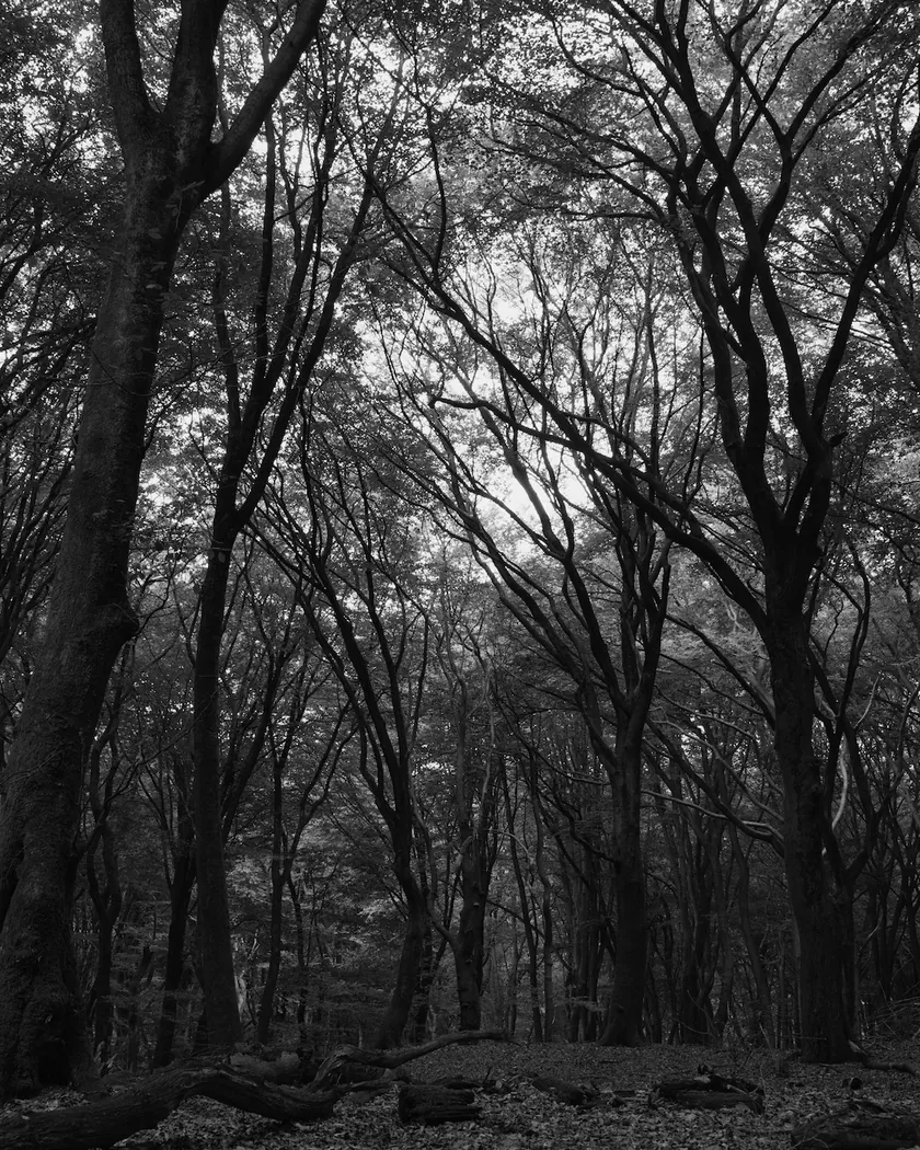 After: beech forest, with the preset inspired by ADOX CHS 100 II (GA — 087 / P) applied (simulation).