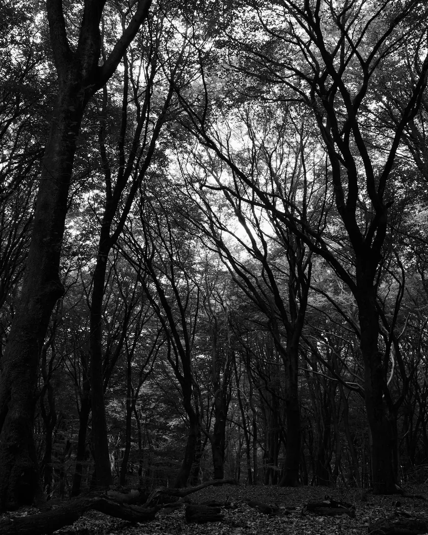 After: beech forest, with the preset inspired by Ferrania P30 (GA — 085 / P) applied (simulation).