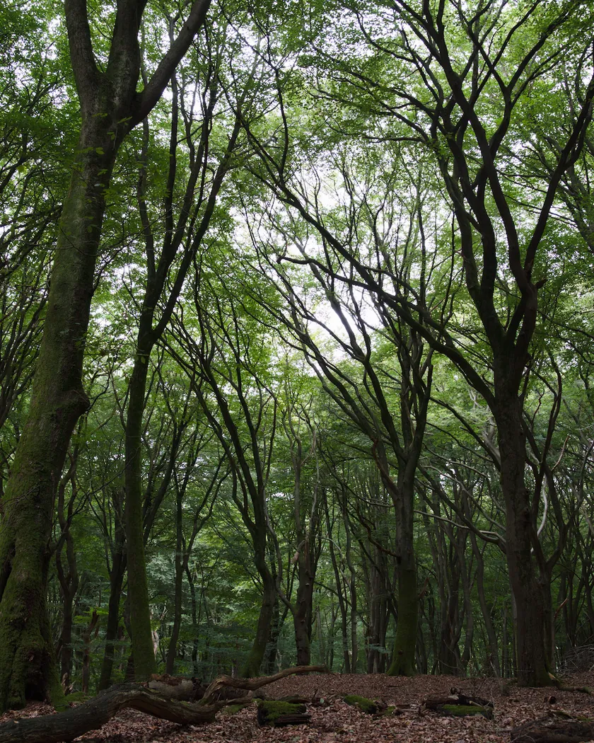 After: beech forest, with the preset inspired by Fujifilm FP-100C (GA — 075 / P) applied (simulation).