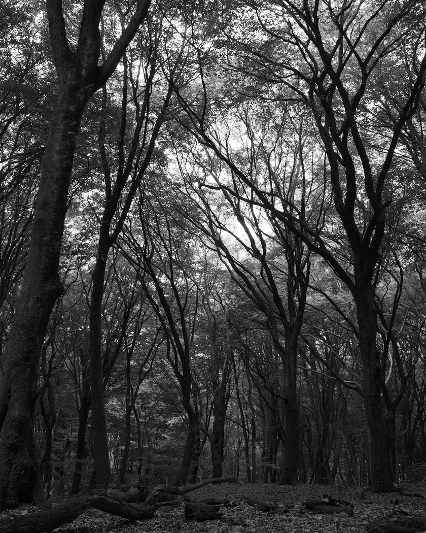 After: beech forest, with the preset inspired by Fujifilm Neopan 400 (GA — 083 / P) applied (simulation).