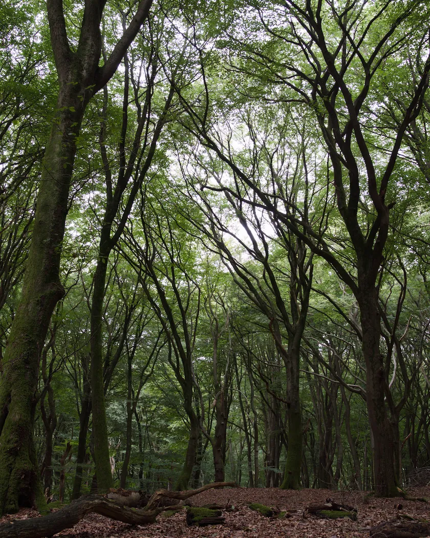 After: beech forest, with the preset inspired by Kodak Ektachrome E100G (GA — 079 / P) applied (simulation).