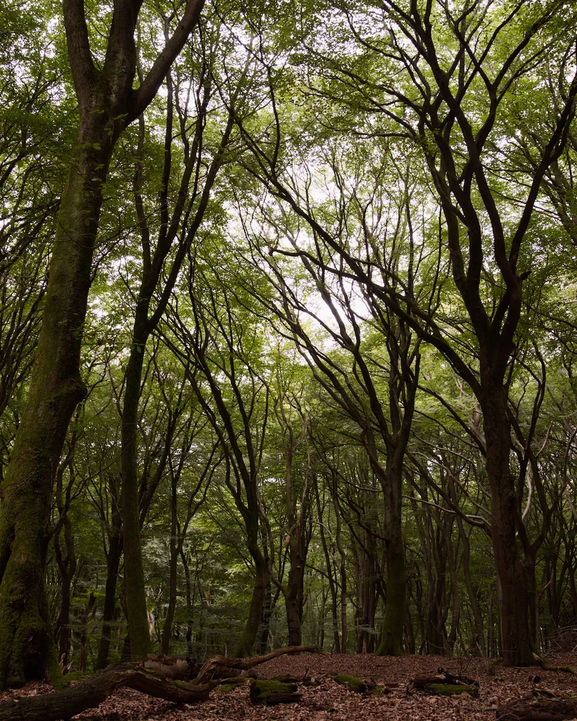 After: beech forest, with the preset inspired by Kodak Kodachrome 200 (GA — 077 / P) applied (simulation).