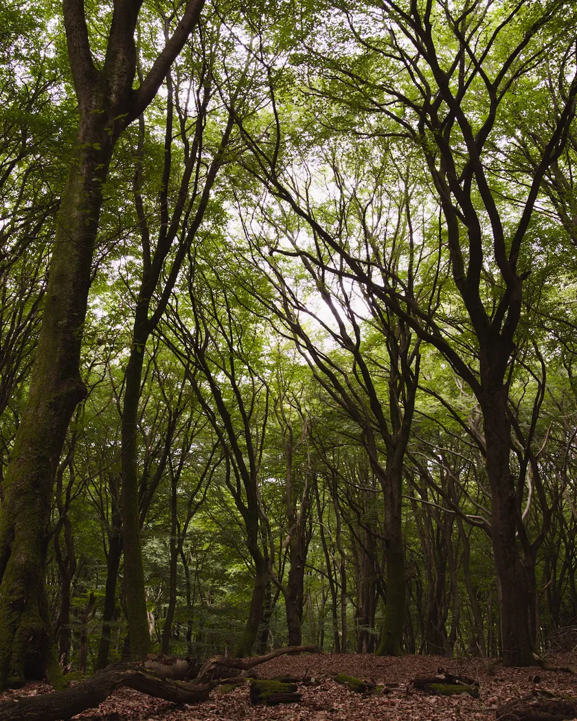 After: beech forest, with the preset inspired by Kodak Max 800 (GA — 069 / P) applied (simulation).