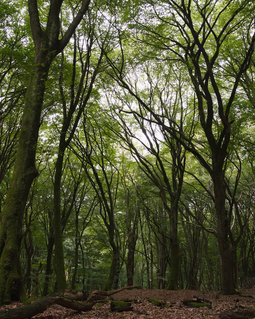 After: beech forest, with the preset inspired by Kodak Portra 400 VC (GA — 073 / P) applied (simulation).